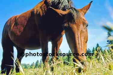 Horse Grazing