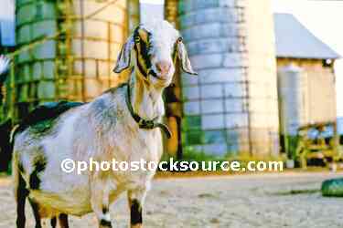Farm Goat