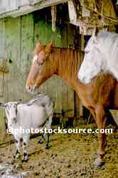 Goat and Horses