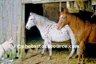 Goat and Horses