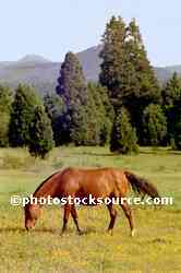 Horse and Cedars