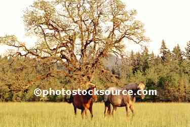 Horses and Oak