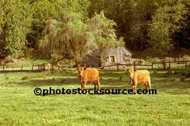 Cows and Barn