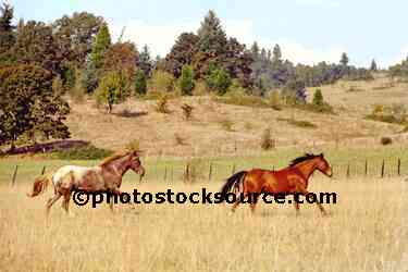 Two Horses Running