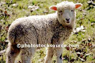 Lamb