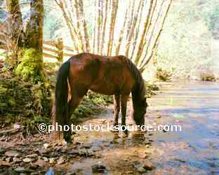 Drinking Horse