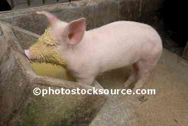 Filthy Pig