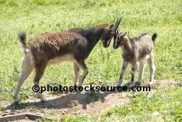 Friendly Goats