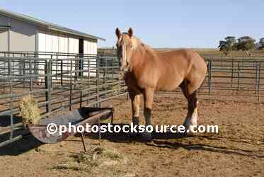 Feeding the Horses