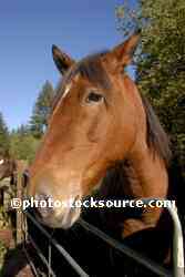 Horse Head