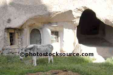 Donkey by Stone Stable