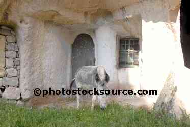 Grazing Donkey