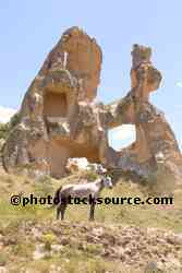 Cappadocian Horse