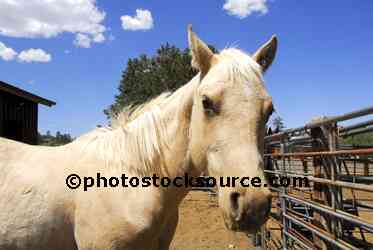 White Colt