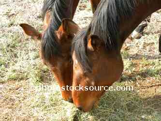 Horses Grazing