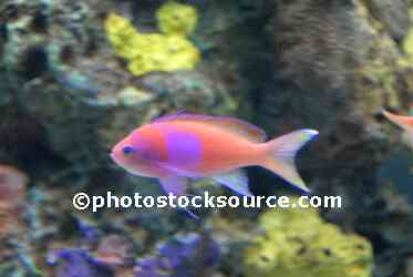 Pink Fish