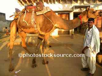 Man with Camel