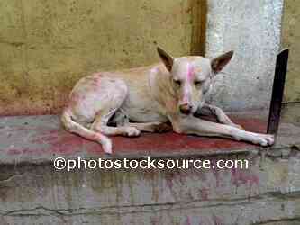 Holi Colored Dog