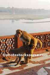Copulating Monkeys