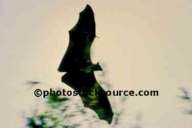 Fruit Bat