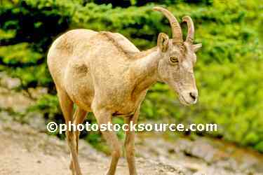 Mountain Sheep