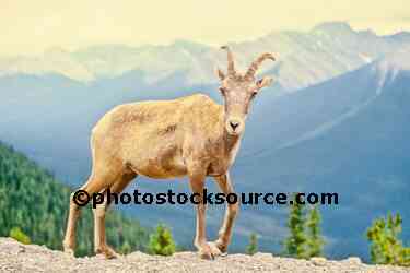 Mountain Sheep