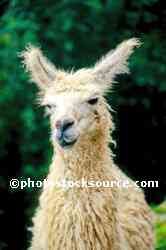 White Llama