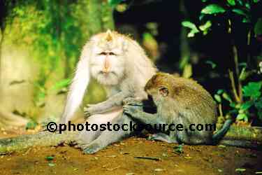 Temple Monkeys