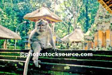 Monkey Forest Temple