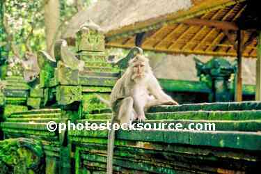 Temple Monkey