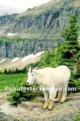 Mountain Goat