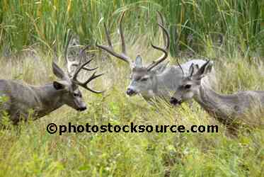 Mule Deer Bucks