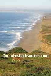 Point Reyes Deer