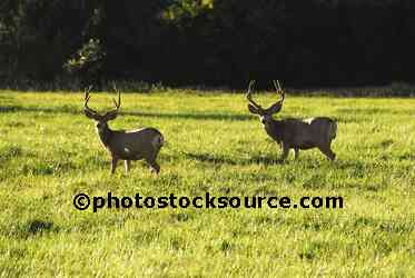 Mule Deer Bucks