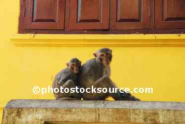 Mt. Popa Macaque Monkeys