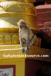 Mt. Popa Monastery Macaque