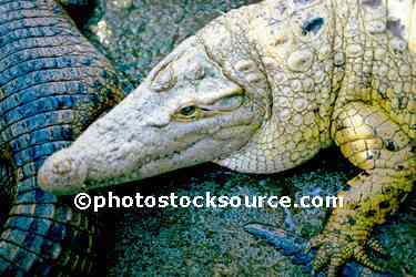 Crocodile