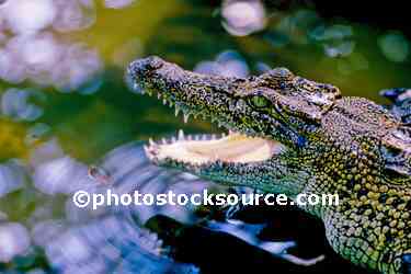 Crocodile