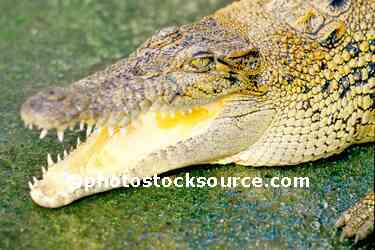 Crocodile
