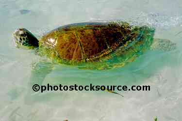 Hawksbill Sea Turtle