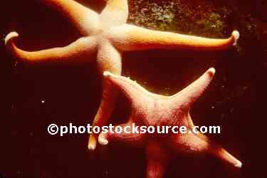 Starfish