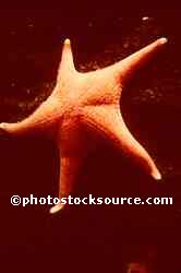 Starfish