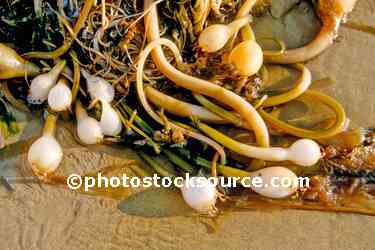 Kelp on the Beach