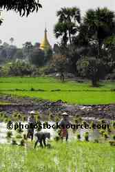 Rice Field Workers