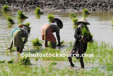 Rice Field Workers