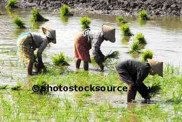 Rice Field Workers