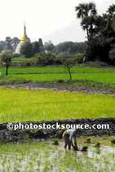 Rice Field Workers