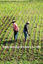 Field Workers