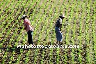 Field Workers