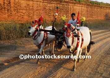 Ox Carts in Afternoon